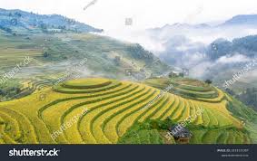 Farmers Tan: Over 2,484 Royalty-Free Licensable Stock Photos