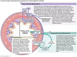 Digestive System Outline Http Www Highlands Edu Academics Divisions Scipe Biology Faculty Harnden 2190 Notes 3 Htm Anatomy And Physiology Biology Physiology