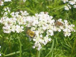 Maybe you would like to learn more about one of these? Plant A Pollinator Garden Ohio Native Plant Month