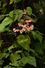 Image result for Begonia meyeri-johannis