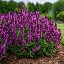 Image result for Salvia