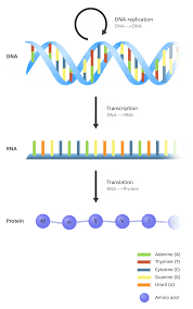 What Is The Central Dogma Facts Yourgenome Org