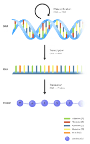 what is the central dogma facts yourgenome org