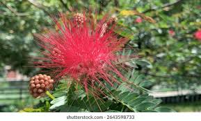 Image result for Calliandra haematocephala