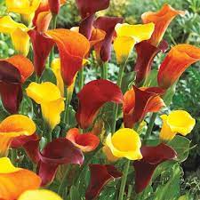 Calla Cool Breeze K Van Bourgondien Calla Lily Bulbs Calla Lily Flower Pot Design