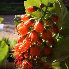 Image result for Greyia