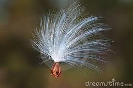 We did not find results for: Milkweed Seed Floating On The Wind Milkweed Seeds Milkweed Milkweed Plant