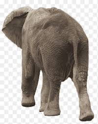 Gajah adalah mamalia besar dari famili elephantidae dan ordo proboscidea.secara tradisional, terdapat dua spesies yang diakui, yaitu gajah afrika (loxodonta africana) dan gajah asia (elephas maximus), walaupun beberapa bukti menunjukkan bahwa gajah semak afrika dan gajah hutan afrika merupakan spesies yang berbeda (l. Gajah Png Png Pngegg