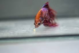 Betta Temperature Shock Symptoms Betta Source