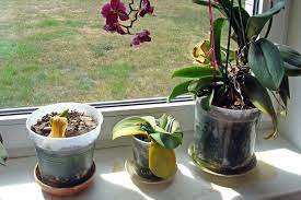 If you have a dying orchid and you need help, you've come to the right place. Is My Orchid Dead Or Can I Revive It Brilliant Orchids