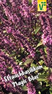 Bienen Hummeln Lockt Strauchbasilikum Tree Tree Art Tree Design Tree Landspacing Tree To Plant U In 2020 Basil Plant Landscaping With Rocks Beautiful Gardens