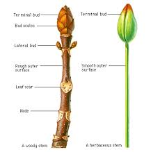 Science Dictionary Stem Science Bud Scales