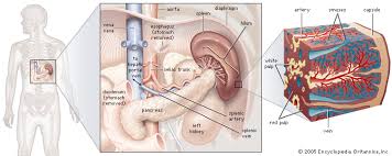 It then contracts occasionally to enhance the digestion process further. Spleen Description Anatomy Function Britannica