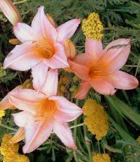 Check spelling or type a new query. Edible Flowers Chart Whats Cooking America Edible Flowers List