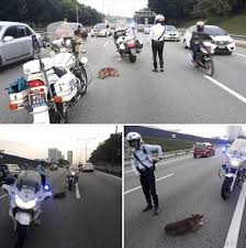 If you want to learn jalan raya in english, you will find the translation here, along with other translations from indonesian to english. Traffic Police Officer Stops To Save An Injured Dog