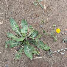 Image result for Hypochaeris