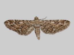 Image result for Eupithecia icterata