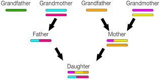 x chromosome recombinations impact on dna genealogy