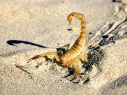 We have effective treatments, fast & friendly service, and a satisfaction guarantee! Scorpion Pest Control Services Phoenix Az Pest Control Services Flea Prevention Pest Control