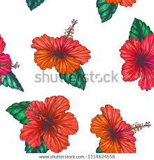 How to draw a hibiscus flower step by step i use normal a4 white paper and 4b graphite pencil and cd marker for this drawing. Hibiscus Flower Pencil Drawing At Getdrawings Free Download