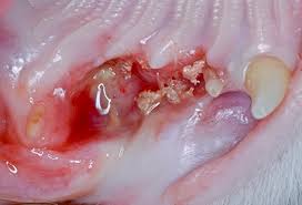 Although many jaw growths are benign, they can still do plenty of harm. Oral Tumors In Cats An Overview Vca Animal Hospital