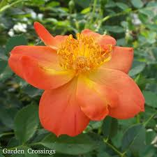 Oso easy hot paprika landscape rose. Pin On Flowering Shrubs