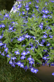 Image result for Lobelia erinus