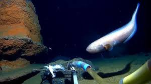 Estos son los puntos más profundos de cada uno de los 5 océanos medidos por la expedición que realizó el mapeo marino "más preciso" - BBC News Mundo