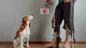 Check spelling or type a new query. Is It Really Illegal To Keep Pets At Home In A High Rise Property Propertyguru Malaysia