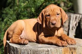 Collection by · dóra balla design · • last updated 12 days ago. Meet The Hungarian Vizsla