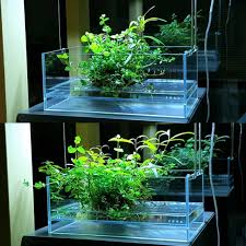 Mini Wabikusa Tank After 10 Days All Credit To Aqua Excel On Instagram As The Owner Of This Content