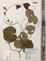 Image result for Dioscoreaceae