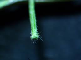 Image result for Digitaria ternata
