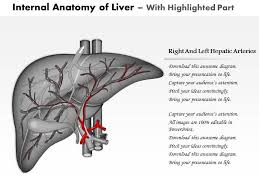The gallbladder sits under the liver, along with parts of the pancreas and intestines. 0514 Internal Anatomy Of Liver Medical Images For Powerpoint Powerpoint Slide Templates Download Ppt Background Template Presentation Slides Images