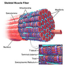 This is a table of skeletal muscles of the human anatomy. Help Bill Bioprinting Skin Muscle And Bone Activity Teachengineering