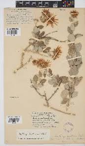 Image result for Berkheya carlinopsis