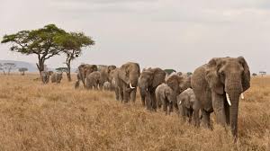Les Elephants Des Animaux Menaces Wwf France Le monde animalier en afrique. wwf france