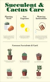 Succulent And Cactus Care Cacman And Tusgirl We Are The Cactus Family Spreading Love Is Our Mission Sha In 2020 Cactus Care How To Grow Cactus Cactus House Plants