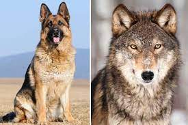 However, there's also a white version of the breed, a color not recognized for showing by the american kennel club. Why Keeping A German Shepherd Wolf Mix Is A Bad Idea Anything German Shepherd