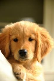 Our family is passionate about raising & enjoying life with these great dogs. 22 Dog Lover Xdd Ideas Dogs Puppies I Love Dogs