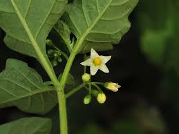 Image result for Solanum memphiticum