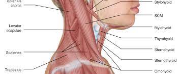 Se quedó tetrapléjico a causa de una lesión en la tercera cervical. Stretching Cervical Spine And Head Learn Muscles