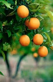 Orange Grove Algarve Portugal Fruit Trees Health Benefits Of Grapefruit Citrus Fruit