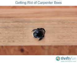 Getting Rid Of Carpenter Bees Carpenter Bee Wood Bees Bee Traps
