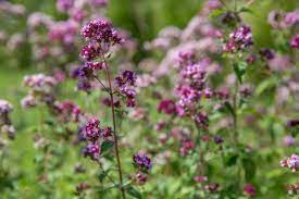 What wild flowers can you eat. Pretty Wildflowers You Can Eat The English Garden