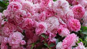 The official birth flowers for july are larkspurs. What Is January S Official Flower Two Birth Month Flowers For January