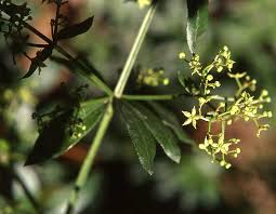 Image result for Rubiaceae