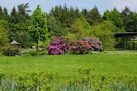 Rhododendren müssen nicht immer in den garten gepflanzt werden. Rhododendron Pflanzen Rhododendren Fur Den Garten