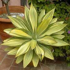 Image result for Agave attenuata