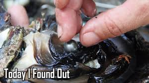If you wish, the adductor muscles can be set aside. How And Why Do Oysters Make Pearls Youtube